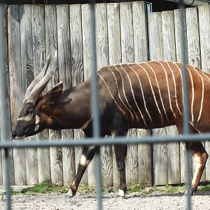 Eastern Bongo (Tragelaphus eurycerus isaaci) at Wilhelma - April 10th 2015