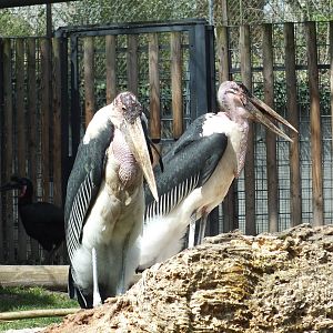 Marabou Stork (Leptoptilos crumenifer) at Wilhelma - April 10th 2015