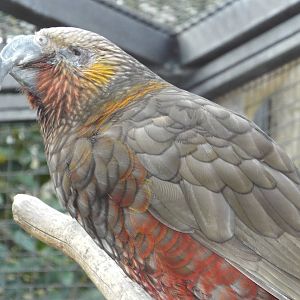 North Island Kaka (Nestor meridionalis septentrionalis) at Wilhelma - April