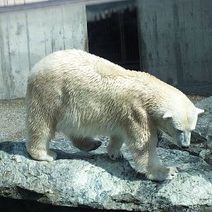 Polar Bear (Ursus maritimus) at Wilhelma - April 10th 2015