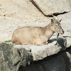Turkomen Markhor (Capra falconeri heptneri) at Wilhelma - April 10th 2015