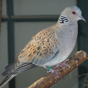 European Turtle Dove (Streptopelia turtur turtur) at Wilhelma - April 10th