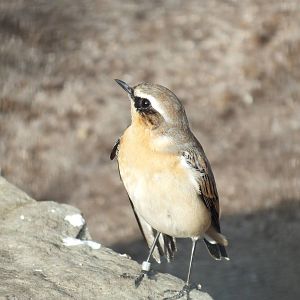 Northern Wheatear (Oenanthe oenanthe) at Wilhelma - April 10th 2015