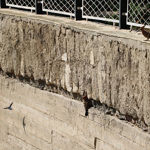 Wild hoopoes and swallow, February 2016