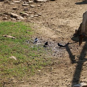 Wild swallows, February 2016