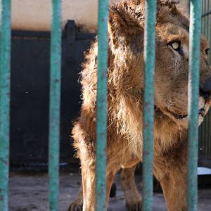 Dishevelled lion, February 2016