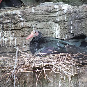 Northern Bald Ibis