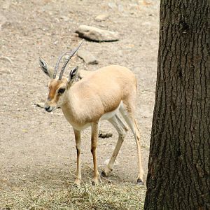 Slender-Horned Gazelle