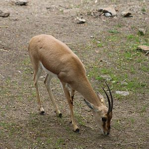 Slender-Horned Gazelle