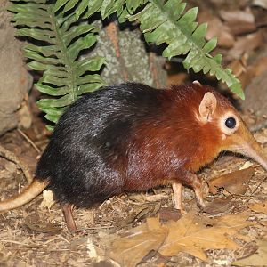 Black-and-Rufous Elephant-Shrew