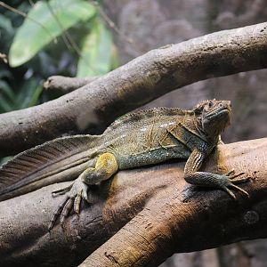 Philippine Sailfin Lizard
