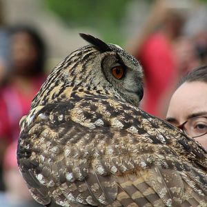 Eurasian Eagle-Owl