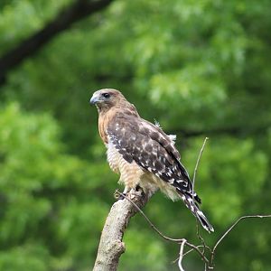 Red-Shouldered Hawk