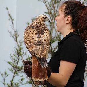 Red-Tailed Hawk