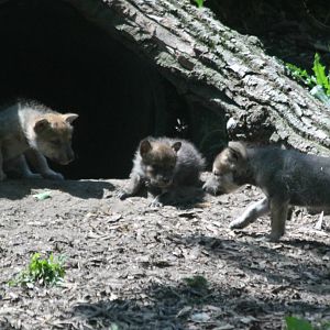 1-month-old Mexican gray wolf pups