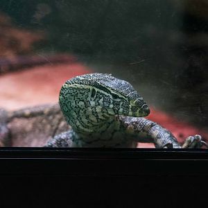 Nile Monitor