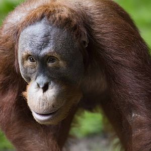 Sumatran Orangutan Budi