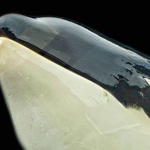 Jun. 2015 - Dine With Shamu - Keet