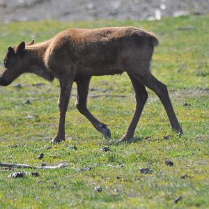 Caribou calf