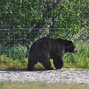 American Black Bear