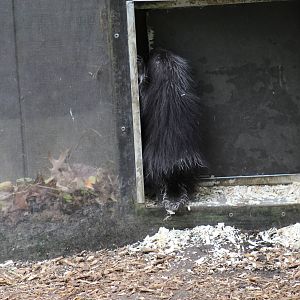 North American Porcupine Baby