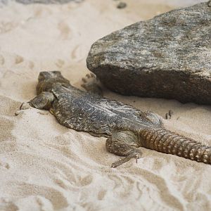 Egyptian Spiny-Tailed Lizard