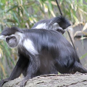 Angolan Colobus