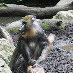 Mandrill