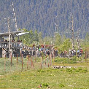 Guest viewing the Brown Bear feeding