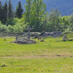 Sitka Black-tailed Deer Exhibit