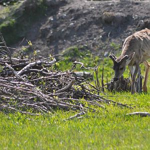 Sitka Black-tailed Deer