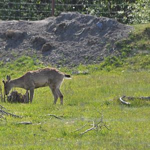 Sitka Black-tailed Deer