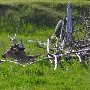 Sitka Black-tailed Deer