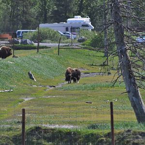 Musk Ox Exhibit