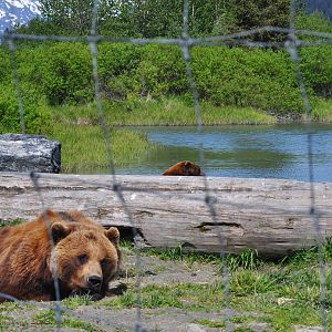 Brown Bear Exhibit