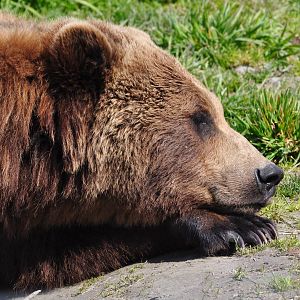 Brown Bear