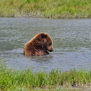 Brown Bear