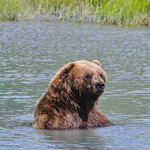 Brown Bear