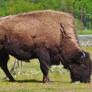 Wood Bison cow