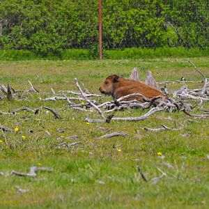 Wood Bison calf