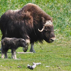 Musk Ox cow with calf