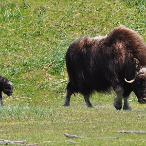 Musk Ox cow with calf