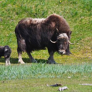 Musk Ox cow with calf