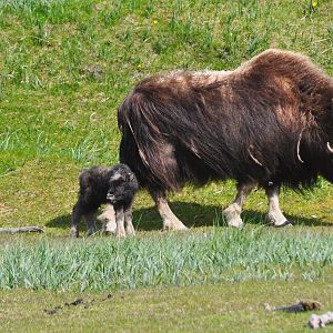 Musk Ox cow with calf