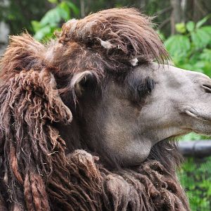 Bactrian Camel