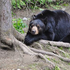 American Black Bear