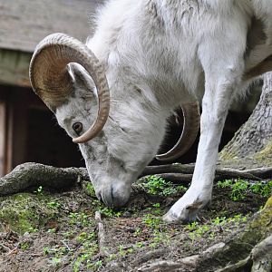 Dall Sheep