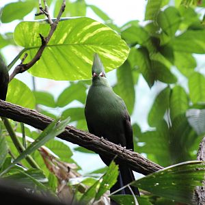 Zenker's Turacos