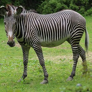 Gr?vy's Zebra