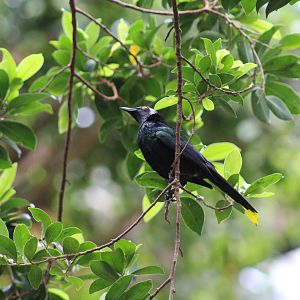 Metallic Starling